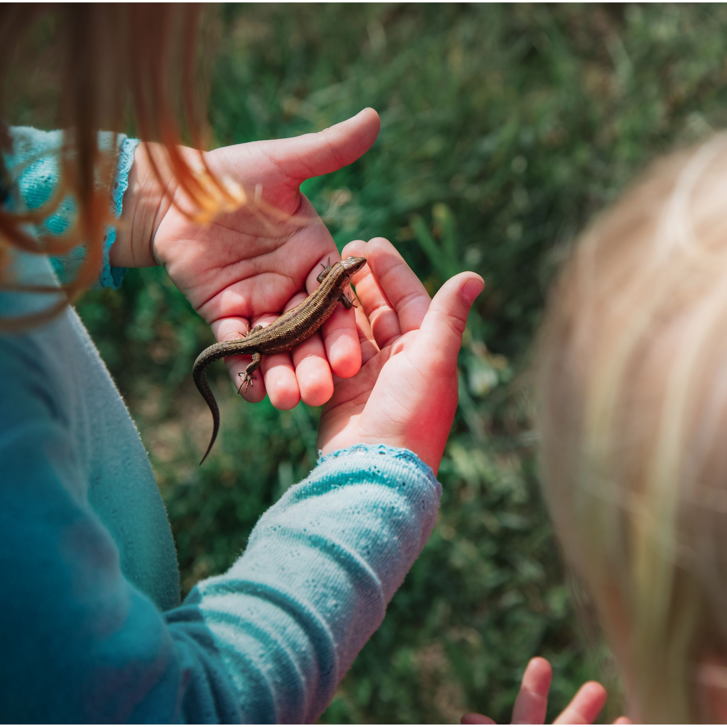 Kinderhände halten eine Eidechse